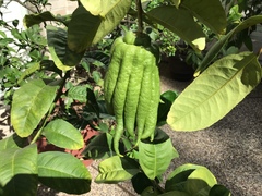 Citrus medica sarcodactylis