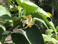 Citrus medica sarcodactylis