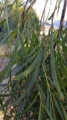 Acacia mabellae
