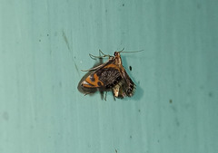 Nymphicula