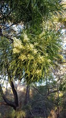 Acacia mabellae