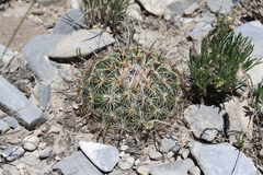 Coryphantha delicata