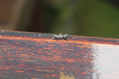 Polyrhachis abdominalis