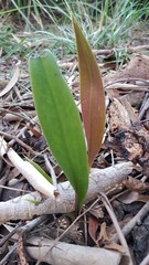 Cryptostylis