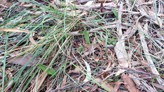 Cryptostylis