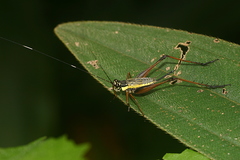 Nisitrus musicus