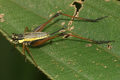 Nisitrus musicus