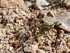 Rorippa curvisiliqua
