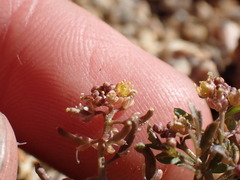 Rorippa curvisiliqua