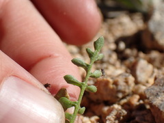 Rorippa curvisiliqua