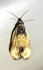 Olethreutes griseoalbana