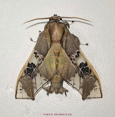 Parathyris cedonulli