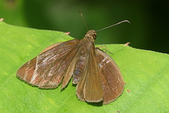 Ancistroides nigrita