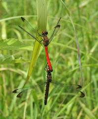 Sympetrum risi