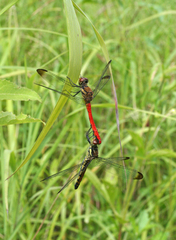 Sympetrum risi