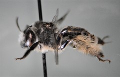 Melissodes denticulatus