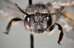 Melissodes denticulatus