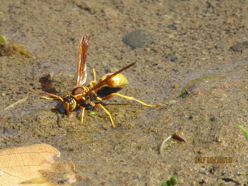 Western Paper Wasp photo 6