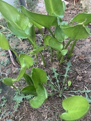 Zantedeschia aethiopica