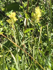 Castilleja parviflora
