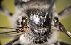 Melissodes denticulatus
