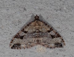 Epyaxa centroneura