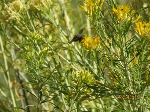 Spiny Tachina Fly photo 2