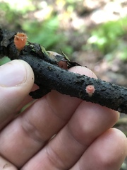 Microstoma floccosum