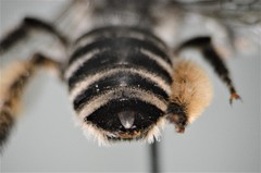Melissodes denticulatus