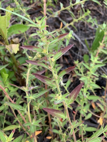 Raven's primrose-willow (Ludwigia ravenii)
