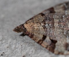 Epyaxa centroneura