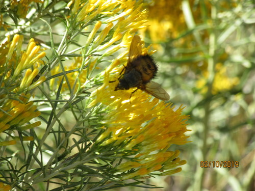 Spiny Tachina Fly photo 5