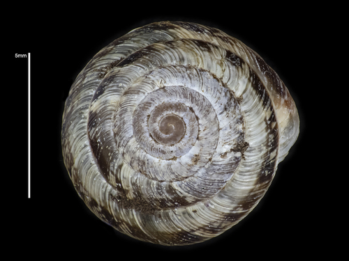 Wrinkled Snail