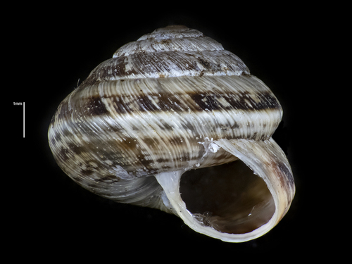 Wrinkled Snail