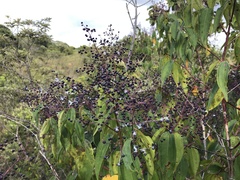 Miconia minutiflora