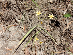 Triteleia ixioides anilina