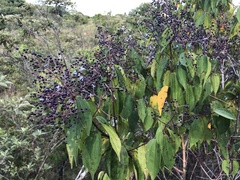 Miconia minutiflora