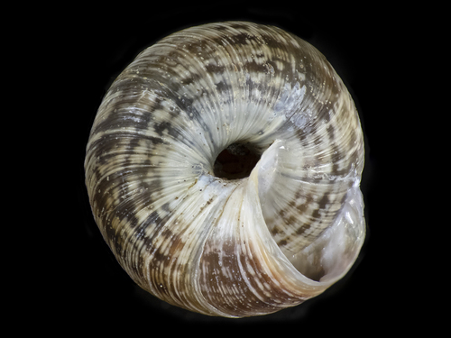 Wrinkled Snail