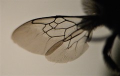 Melissodes denticulatus
