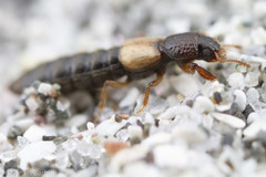 Bledius monstratus