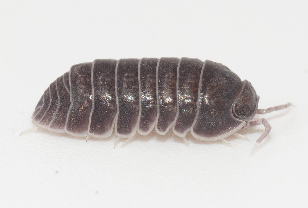 Venezillo ramsdeni