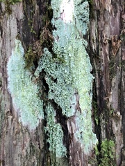 Pertusaria superiana