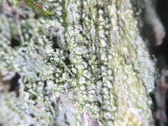 Pertusaria superiana