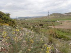 Astragalus alopecuroides