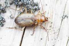 Nebria diversa