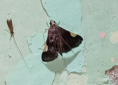 Peribona venosa