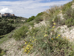 Astragalus alopecuroides