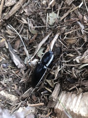 Chalcolepidius apacheanus