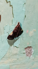 Peribona venosa