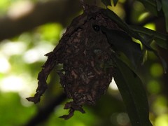 Calligaster himalayensis